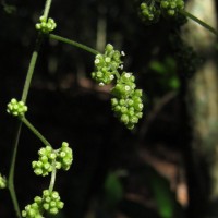 Cyclea peltata (Lam.) Hook.f. & Thomson